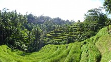 Indonesia - Tegallalang rice terraces